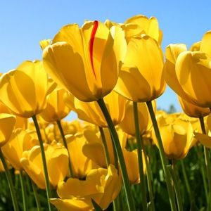 Meet your Posher, Shamara